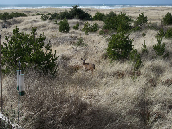 Deer-in-the-dune-grass
